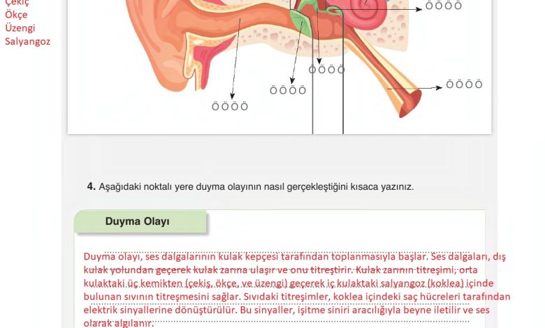 6. Sınıf Gün Yayınları Fen Bilimleri Ders Kitabı Sayfa 232 Cevapları