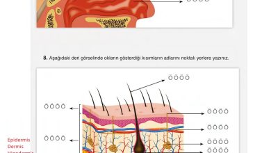 6. Sınıf Gün Yayınları Fen Bilimleri Ders Kitabı Sayfa 234 Cevapları