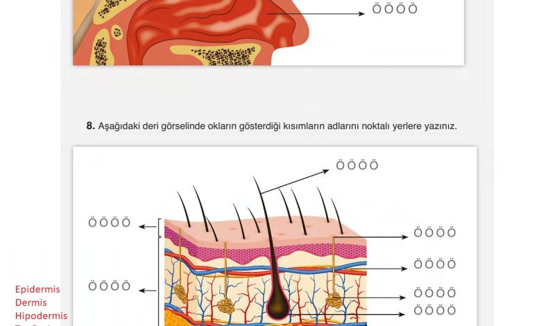 6. Sınıf Gün Yayınları Fen Bilimleri Ders Kitabı Sayfa 234 Cevapları