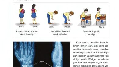 6. Sınıf Gün Yayınları Fen Bilimleri Ders Kitabı Sayfa 236 Cevapları