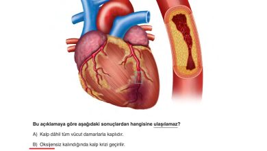 6. Sınıf Gün Yayınları Fen Bilimleri Ders Kitabı Sayfa 253 Cevapları