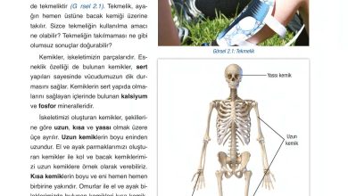 6. Sınıf Gün Yayınları Fen Bilimleri Ders Kitabı Sayfa 51 Cevapları