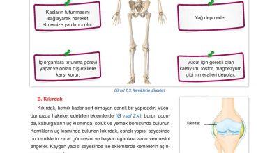 6. Sınıf Gün Yayınları Fen Bilimleri Ders Kitabı Sayfa 52 Cevapları