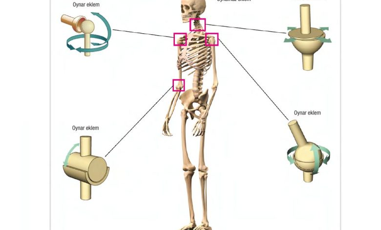 6. Sınıf Gün Yayınları Fen Bilimleri Ders Kitabı Sayfa 54 Cevapları