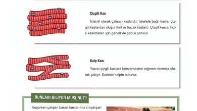 6. Sınıf Gün Yayınları Fen Bilimleri Ders Kitabı Sayfa 56 Cevapları