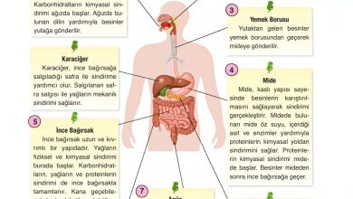 6. Sınıf Gün Yayınları Fen Bilimleri Ders Kitabı Sayfa 61 Cevapları