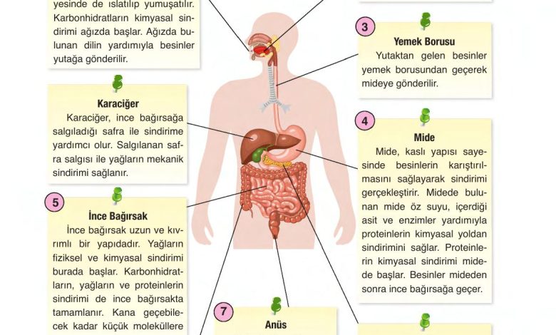 6. Sınıf Gün Yayınları Fen Bilimleri Ders Kitabı Sayfa 61 Cevapları