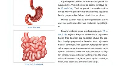 6. Sınıf Gün Yayınları Fen Bilimleri Ders Kitabı Sayfa 62 Cevapları