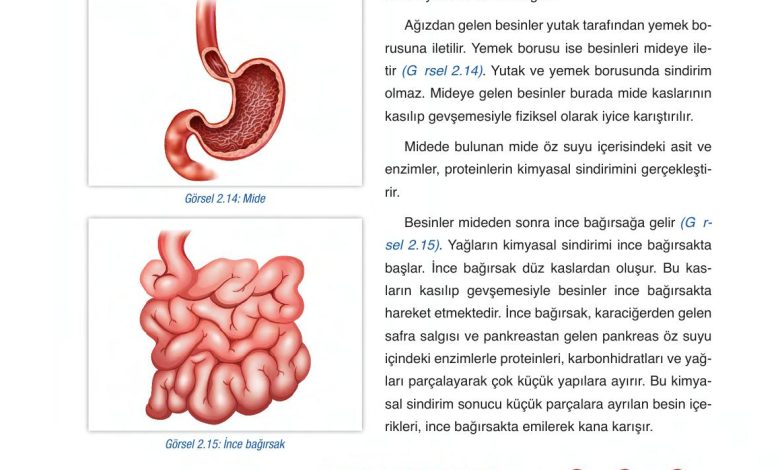 6. Sınıf Gün Yayınları Fen Bilimleri Ders Kitabı Sayfa 62 Cevapları