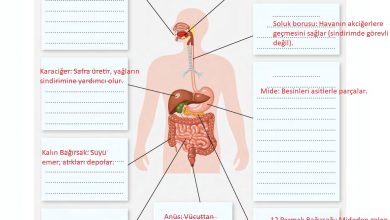 6. Sınıf Gün Yayınları Fen Bilimleri Ders Kitabı Sayfa 65 Cevapları