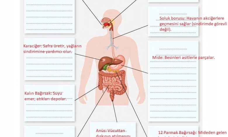 6. Sınıf Gün Yayınları Fen Bilimleri Ders Kitabı Sayfa 65 Cevapları