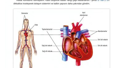 6. Sınıf Gün Yayınları Fen Bilimleri Ders Kitabı Sayfa 68 Cevapları