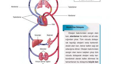 6. Sınıf Gün Yayınları Fen Bilimleri Ders Kitabı Sayfa 69 Cevapları