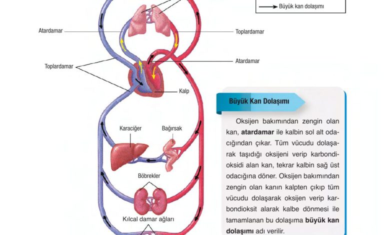 6. Sınıf Gün Yayınları Fen Bilimleri Ders Kitabı Sayfa 69 Cevapları