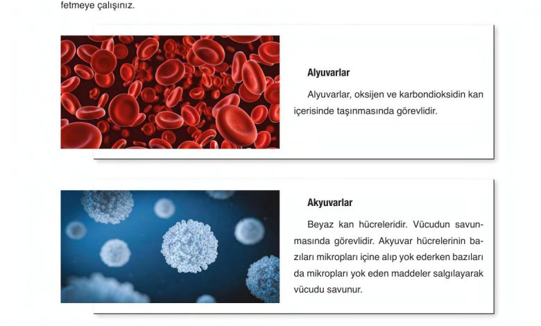 6. Sınıf Gün Yayınları Fen Bilimleri Ders Kitabı Sayfa 70 Cevapları