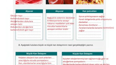 6. Sınıf Gün Yayınları Fen Bilimleri Ders Kitabı Sayfa 74 Cevapları