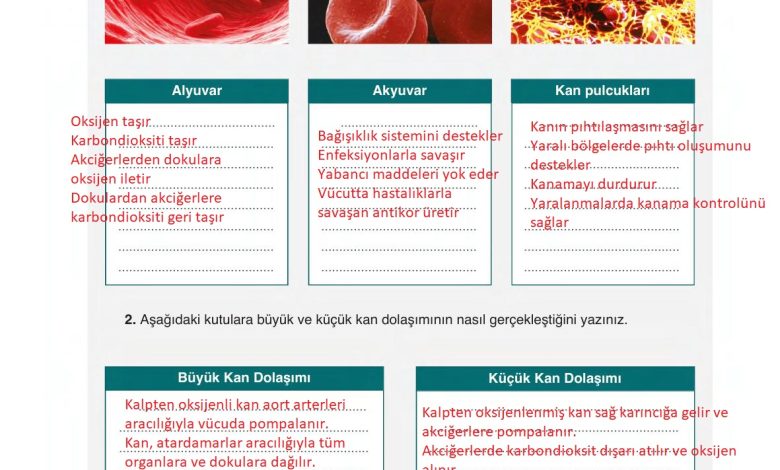 6. Sınıf Gün Yayınları Fen Bilimleri Ders Kitabı Sayfa 74 Cevapları