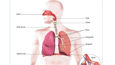 6. Sınıf Gün Yayınları Fen Bilimleri Ders Kitabı Sayfa 77 Cevapları