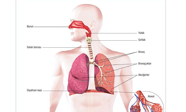 6. Sınıf Gün Yayınları Fen Bilimleri Ders Kitabı Sayfa 77 Cevapları