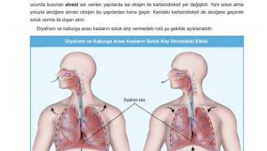 6. Sınıf Gün Yayınları Fen Bilimleri Ders Kitabı Sayfa 78 Cevapları