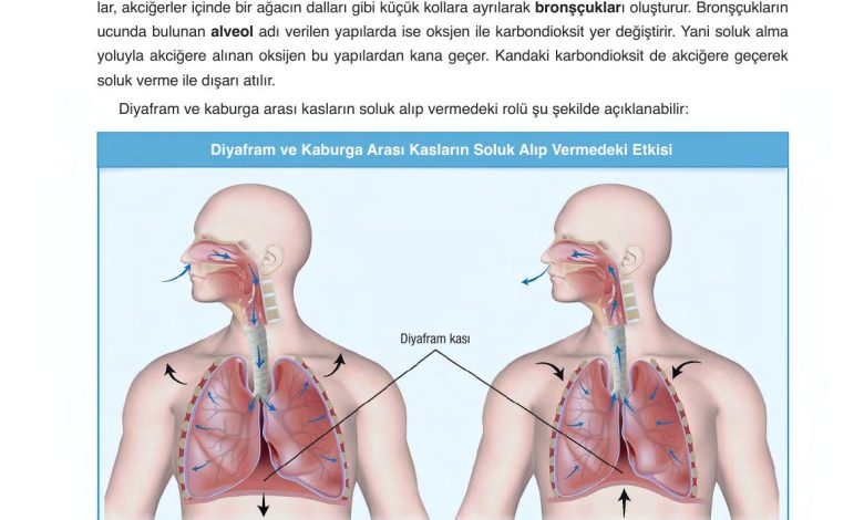 6. Sınıf Gün Yayınları Fen Bilimleri Ders Kitabı Sayfa 78 Cevapları