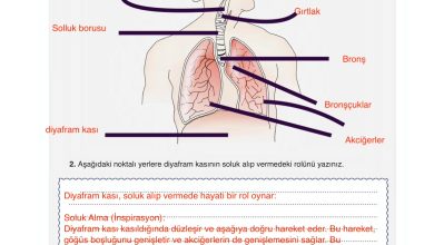 6. Sınıf Gün Yayınları Fen Bilimleri Ders Kitabı Sayfa 80 Cevapları