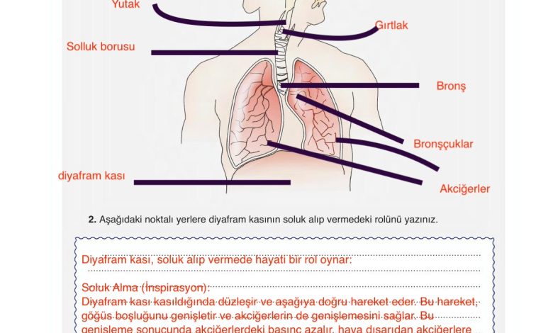 6. Sınıf Gün Yayınları Fen Bilimleri Ders Kitabı Sayfa 80 Cevapları