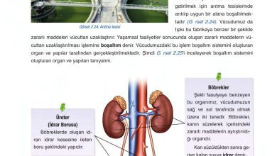 6. Sınıf Gün Yayınları Fen Bilimleri Ders Kitabı Sayfa 82 Cevapları