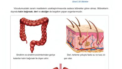 6. Sınıf Gün Yayınları Fen Bilimleri Ders Kitabı Sayfa 83 Cevapları