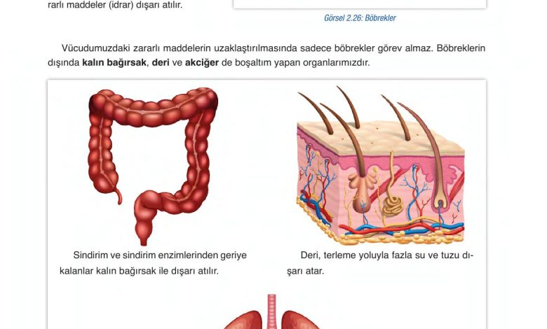 6. Sınıf Gün Yayınları Fen Bilimleri Ders Kitabı Sayfa 83 Cevapları