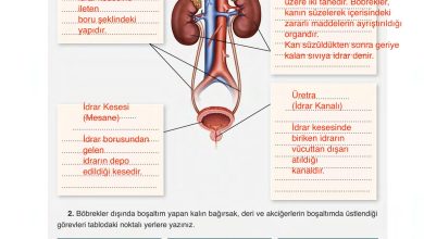 6. Sınıf Gün Yayınları Fen Bilimleri Ders Kitabı Sayfa 84 Cevapları