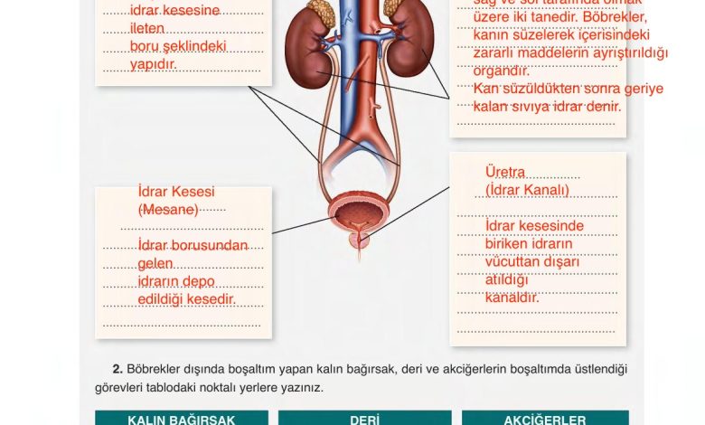 6. Sınıf Gün Yayınları Fen Bilimleri Ders Kitabı Sayfa 84 Cevapları