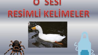 Ö Sesi Resimli Kelimeler Sunusu