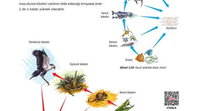 10. Sınıf Dörtel Yayıncılık Biyoloji Ders Kitabı Sayfa 114 Cevapları