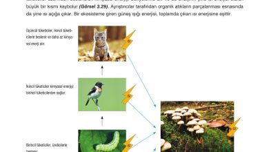 10. Sınıf Dörtel Yayıncılık Biyoloji Ders Kitabı Sayfa 116 Cevapları