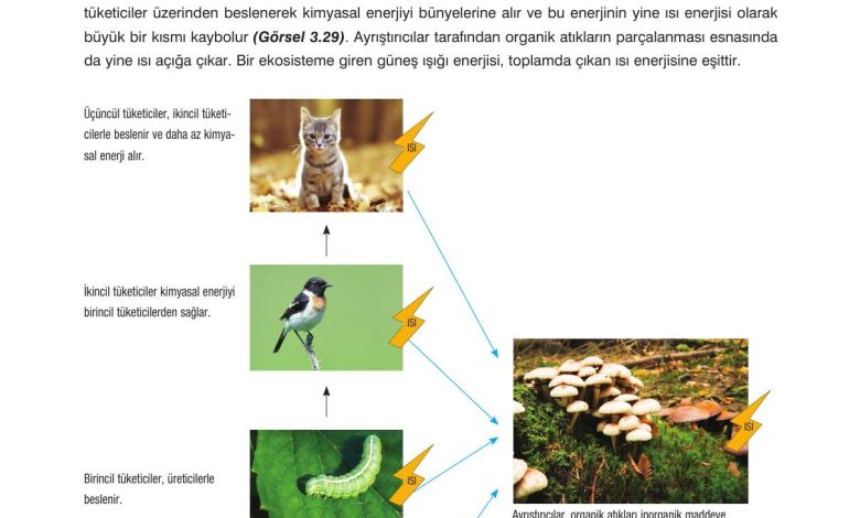 10. Sınıf Dörtel Yayıncılık Biyoloji Ders Kitabı Sayfa 116 Cevapları