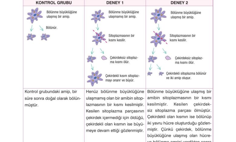 10. Sınıf Dörtel Yayıncılık Biyoloji Ders Kitabı Sayfa 17 Cevapları