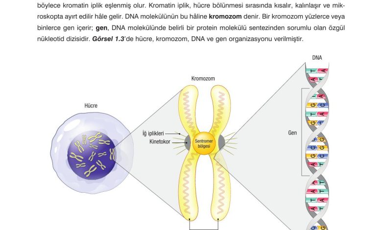 10. Sınıf Dörtel Yayıncılık Biyoloji Ders Kitabı Sayfa 18 Cevapları