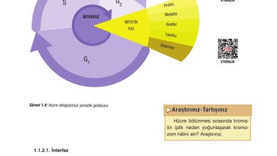 10. Sınıf Dörtel Yayıncılık Biyoloji Ders Kitabı Sayfa 19 Cevapları