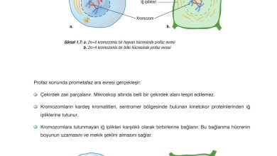 10. Sınıf Dörtel Yayıncılık Biyoloji Ders Kitabı Sayfa 21 Cevapları