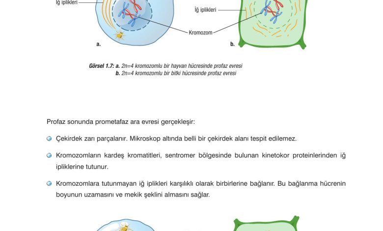 10. Sınıf Dörtel Yayıncılık Biyoloji Ders Kitabı Sayfa 21 Cevapları