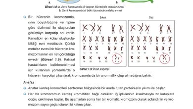 10. Sınıf Dörtel Yayıncılık Biyoloji Ders Kitabı Sayfa 22 Cevapları