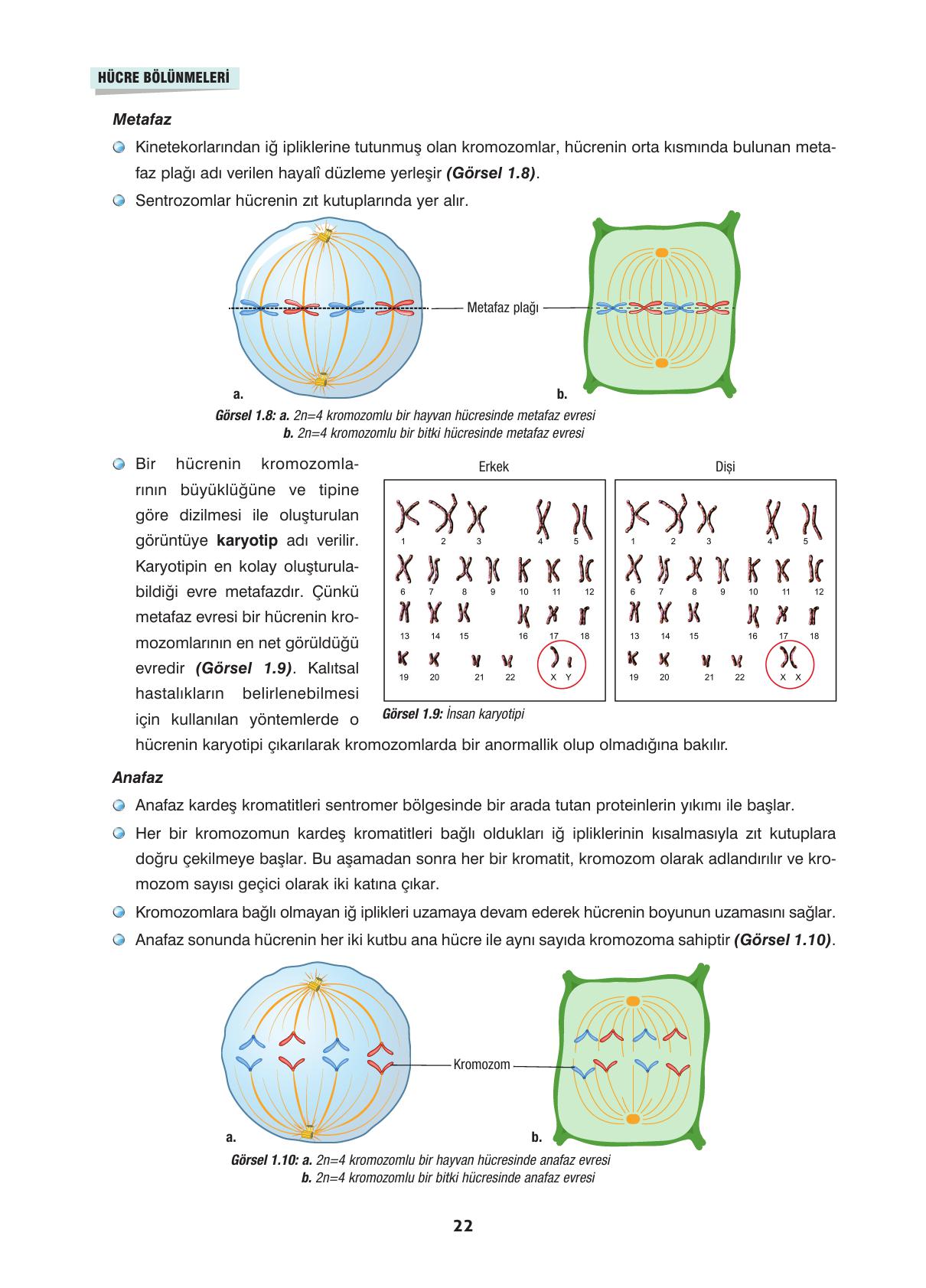 10. Sınıf Dörtel Yayıncılık Biyoloji Ders Kitabı Sayfa 22 Cevapları
