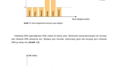 10. Sınıf Dörtel Yayıncılık Biyoloji Ders Kitabı Sayfa 25 Cevapları