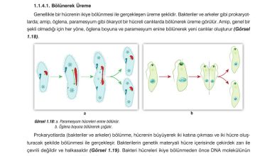 10. Sınıf Dörtel Yayıncılık Biyoloji Ders Kitabı Sayfa 30 Cevapları