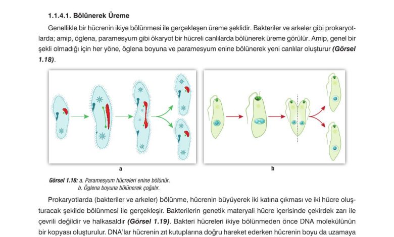 10. Sınıf Dörtel Yayıncılık Biyoloji Ders Kitabı Sayfa 30 Cevapları