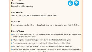 10. Sınıf Dörtel Yayıncılık Biyoloji Ders Kitabı Sayfa 31 Cevapları