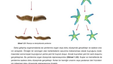 10. Sınıf Dörtel Yayıncılık Biyoloji Ders Kitabı Sayfa 32 Cevapları