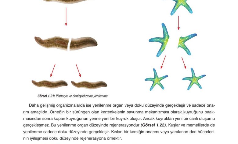 10. Sınıf Dörtel Yayıncılık Biyoloji Ders Kitabı Sayfa 32 Cevapları