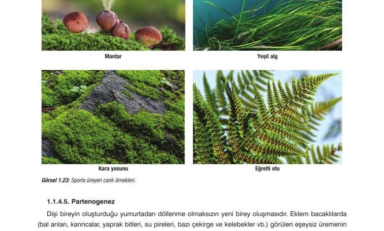 10. Sınıf Dörtel Yayıncılık Biyoloji Ders Kitabı Sayfa 33 Cevapları